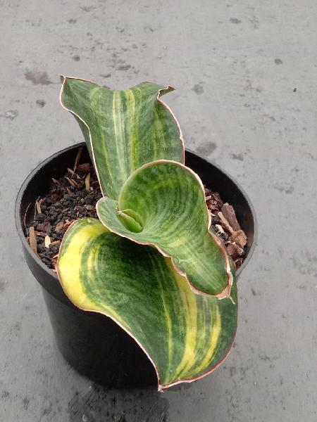 167. Parva kenya hyacint var