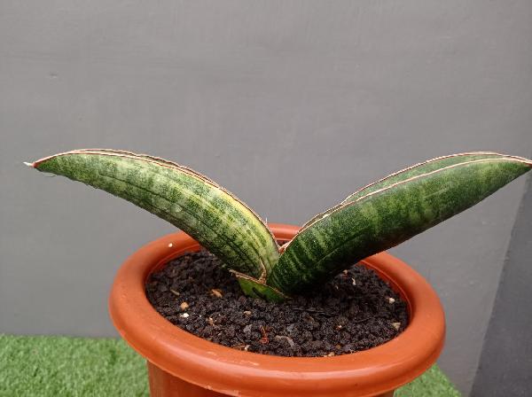 103. S. Sinus Zimbabwe var.