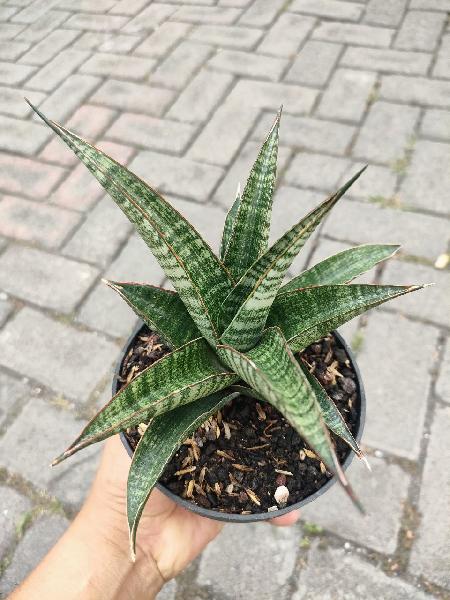 43. Hibrid Bontea