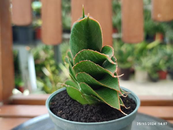 No. 15 Sansevieria hybrid 