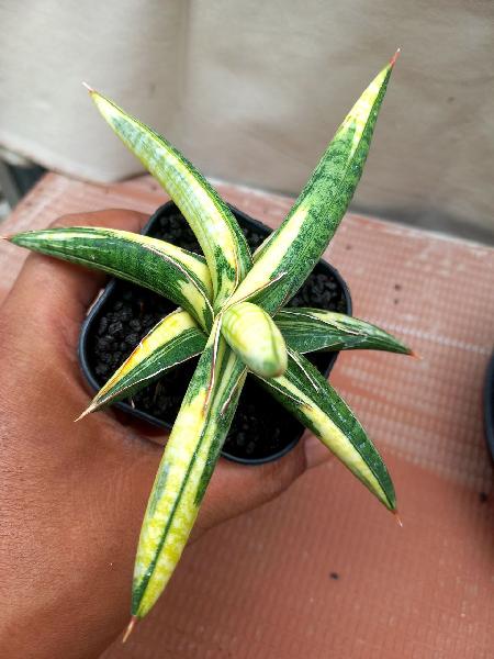 28.   blue clone yellow variegated