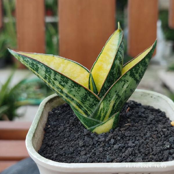 No. 1  Sansevieria Hybrid Ariella variegata